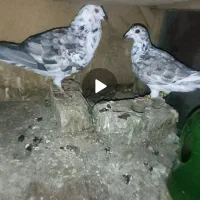 جفت کبوتر بزک سینه سفید|پرنده|شیراز, شیخ علی چوپان|دیوار