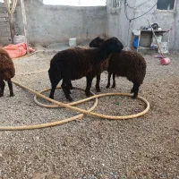 ۳ راس بره ماده دامازدق|حیوانات مزرعه|اردبیل, |دیوار