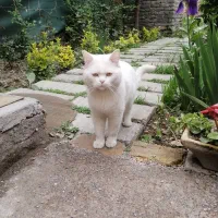 گربه پرشین چشم عسلی