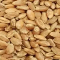 بذر گندم|گل و گیاه طبیعی|کرخه, |دیوار