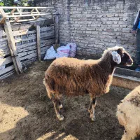 یک عدد توقلی|حیوانات مزرعه|گمیشان, |دیوار