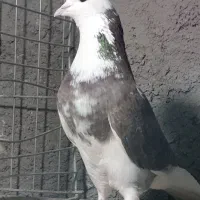 کبوتر پرشی|پرنده|بندرعباس, |دیوار