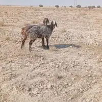 فروش دورس شیشک میش چینی آبستن گلون