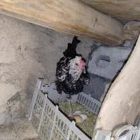 مرغ گلین کرچ در سرواباد