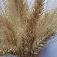 خریدار گندم