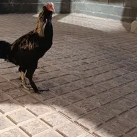 جوجه خروس محلی|حیوانات مزرعه|شاهین دژ, |دیوار