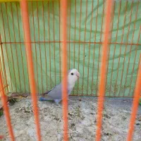 طوطی برزیلی