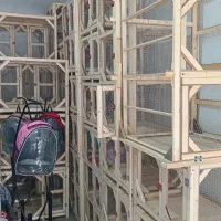 فروش قفس مرغی|لوازم جانبی حیوانات|گلپایگان, |دیوار