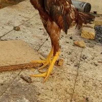 7 تا خروس لاری معاوضه|حیوانات مزرعه|تربت جام, شاهد|دیوار