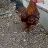 فروش خروس برهما
