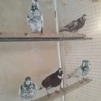 کبوتر نر|پرنده|ری, حمزه‌آباد|دیوار