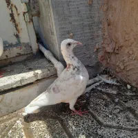 جوانه گراف و دمی