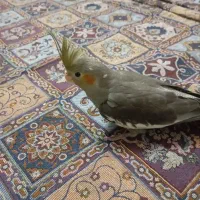 جوجه عروس هلندی 5ماهه|پرنده|قنوات, |دیوار