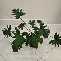 گل برگ انجیری|گل و گیاه طبیعی|اصفهان, باغ دریاچه|دیوار