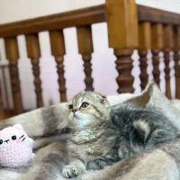 اسکاتیش ماربل گلد|گربه|رشت, گلسار|دیوار