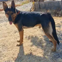 سگ گرگی|سگ|ارومیه, |دیوار