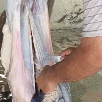 سلاخی گاو و گوسفند