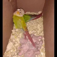 گرنچیک‌ابا‌جوجه‌به‌فروش‌میرسد