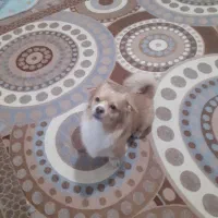 فروش جاپانیز اشپیتز نر یکساله قیمت باقفس ۴تومن|سگ|نجفآباد, امیرآباد|دیوار