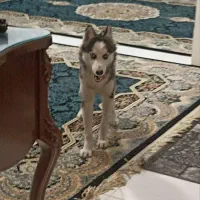 سگ هاسکیی ۹ماهه ماده واگذاری|سگ|پاکدشت, پاکدشت (مامازند)|دیوار