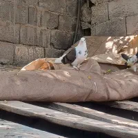 کبوتر