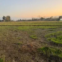 یک هکتار شالیزار سنتی چسبیده به مسکونی