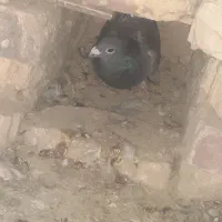 کبوتر مگس و مینا|پرنده|کرباسک, |دیوار