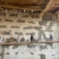 کبوتر|پرنده|بادرود, |دیوار