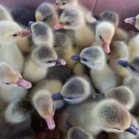 فروش جوجه غاز