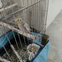 دوتا عروس هلندی نر و ماده