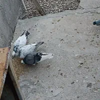 کبوترالمانی مسافتی وپرشی|پرنده|بسطام, |دیوار