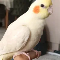 فروش جوجه عروس هلندی