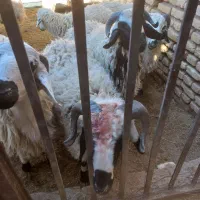 گوسفند بره  چاق|حیوانات مزرعه|رفسنجان, |دیوار