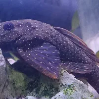 کت فیش (لجن خوار)L59