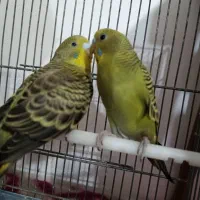 دو جفت مرغ عشق درجه یک|پرنده|چهاردانگه (تهران), |دیوار