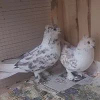 بوربوری دم سفید وشازده زرد کاکلی چکمه ای|پرنده|قم, کاسه گران|دیوار