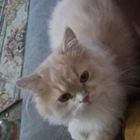 واگذار گربه پرشین به شرط عقیم سازی به خانواده
