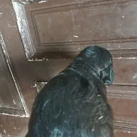 سگ و گربه فانتزی