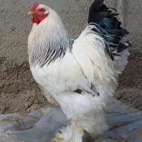 تخم نطفه دار برهما لایت