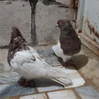 کفتر