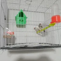 فنچ نرگسی|پرنده|مشهد, نوده|دیوار