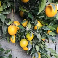 فروش پرتقال موزی