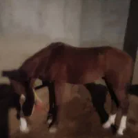 اسب|اسب و تجهیزات اسبسواری|زرین دشت (همدان), |دیوار