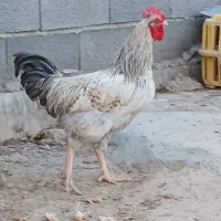 خروس جوان چاغ