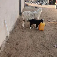 فروش میش بره