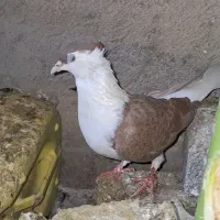 کبوتر کفتر رنگی|پرنده|عسلویه, |دیوار