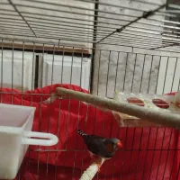 فنج|پرنده|خمینی‌شهر, |دیوار