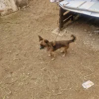 سگ نر معاوضه