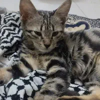 واگذاری گربه