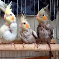 فروش ۳عدد عروس هلندی